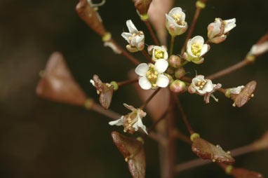 APII jpeg image of Capsella bursa-pastoris  © contact APII