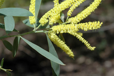 APII jpeg image of Acacia bulgaensis  © contact APII