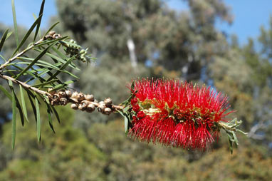 APII jpeg image of Callistemon  © contact APII