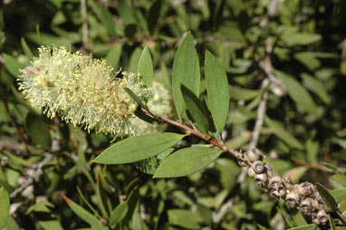 APII jpeg image of Callistemon pallidus  © contact APII