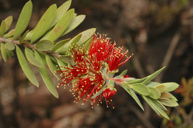 APII jpeg image of Callistemon 'Tinaroo Dazzler'  © contact APII