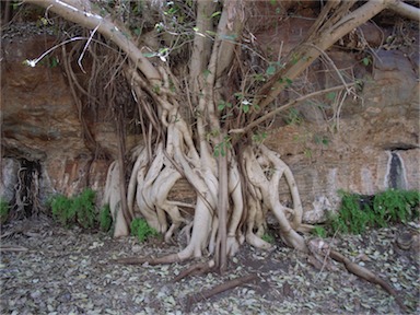 APII jpeg image of Ficus virens  © contact APII