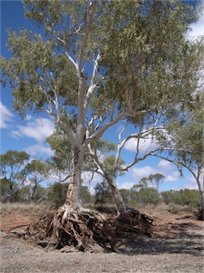 APII jpeg image of Eucalyptus camaldulensis subsp. obtusa  © contact APII