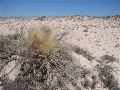 APII jpeg image of Spinifex longifolius  © contact APII