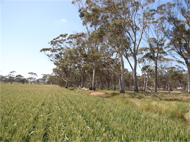 APII jpeg image of Eucalyptus salmonophloia  © contact APII