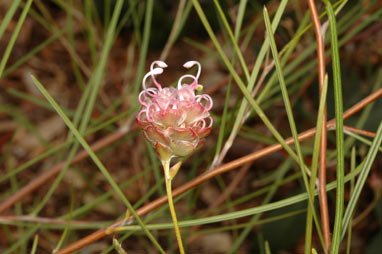 APII jpeg image of Grevillea bracteosa  © contact APII