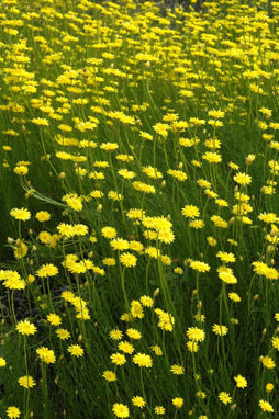 APII jpeg image of Schoenia filifolia subsp. subulifolia  © contact APII