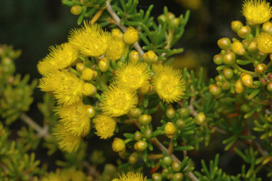 APII jpeg image of Verticordia chrysantha  © contact APII