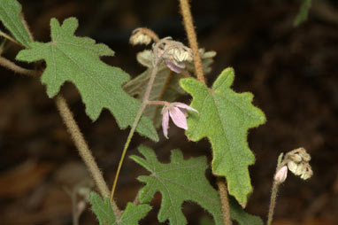 APII jpeg image of Lasiopetalum pterocarpum  © contact APII