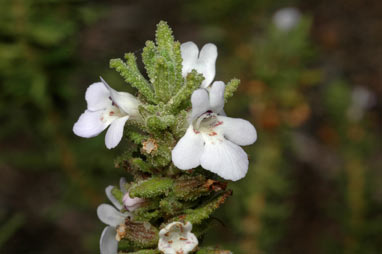 APII jpeg image of Pityrodia scabra  © contact APII