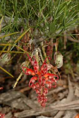 APII jpeg image of Grevillea maxwellii  © contact APII