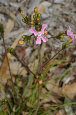 APII jpeg image of Stylidium maritinum  © contact APII