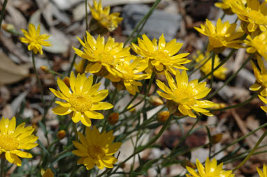 APII jpeg image of Rhodanthe oppositifolia subsp. ornata  © contact APII