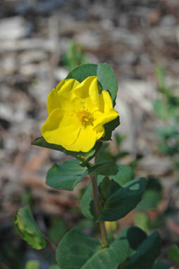 APII jpeg image of Hibbertia porongurupensis  © contact APII