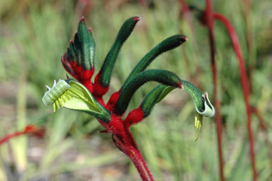 APII jpeg image of Anigozanthos manglesii  © contact APII