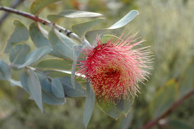 APII jpeg image of Eucalyptus macrocarpa  © contact APII