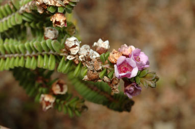 APII jpeg image of Thryptomene baeckeacea  © contact APII