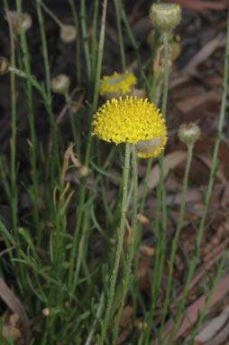 APII jpeg image of Podolepis kendallii  © contact APII