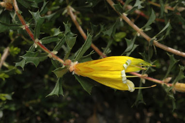 APII jpeg image of Lambertia echinata subsp. occidentalis  © contact APII