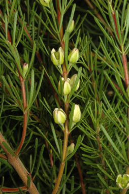 APII jpeg image of Boronia clavata  © contact APII