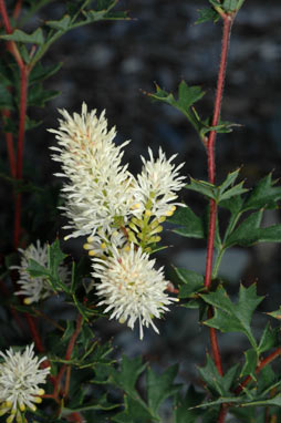 APII jpeg image of Grevillea pulchella  © contact APII