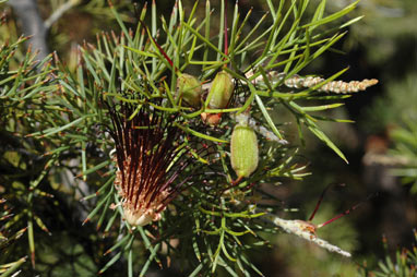 APII jpeg image of Grevillea armigera  © contact APII