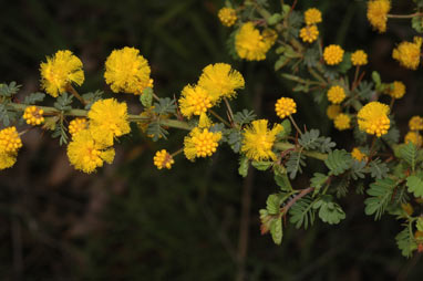 APII jpeg image of Acacia pulchella  © contact APII