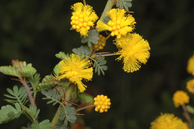 APII jpeg image of Acacia pulchella  © contact APII