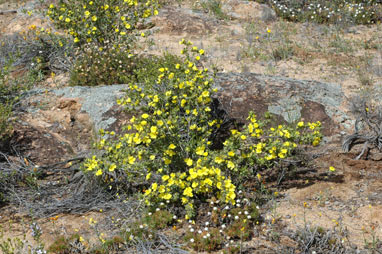 APII jpeg image of Hibbertia glomerosa  © contact APII