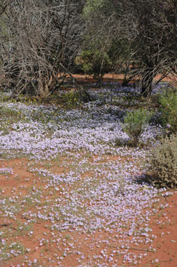 APII jpeg image of Brachyscome iberidifolia  © contact APII