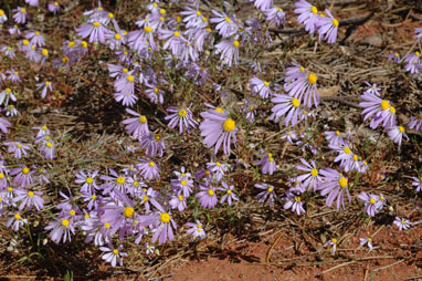 APII jpeg image of Brachyscome iberidifolia  © contact APII