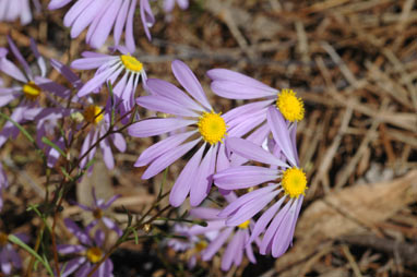 APII jpeg image of Brachyscome iberidifolia  © contact APII