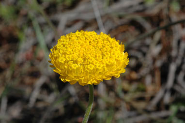 APII jpeg image of Myriocephalus guerinae  © contact APII