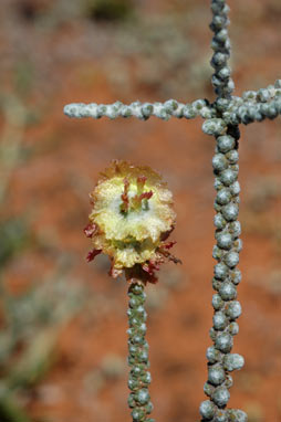 APII jpeg image of Maireana glomerifolia  © contact APII