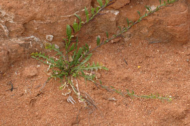 APII jpeg image of Sisymbrium runcinatum  © contact APII