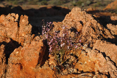 APII jpeg image of Stylidium longibracteatum  © contact APII