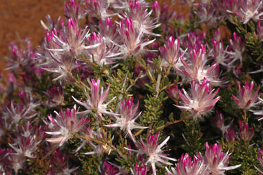 APII jpeg image of Ptilotus polakii subsp. polakii  © contact APII