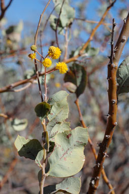 APII jpeg image of Acacia pyrifolia  © contact APII