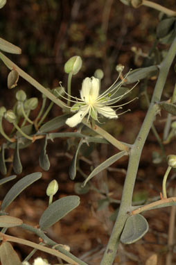 APII jpeg image of Capparis lasiantha  © contact APII