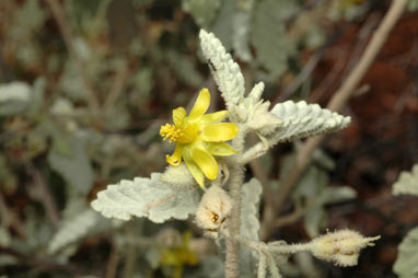 APII jpeg image of Corchorus crozophorifolius  © contact APII