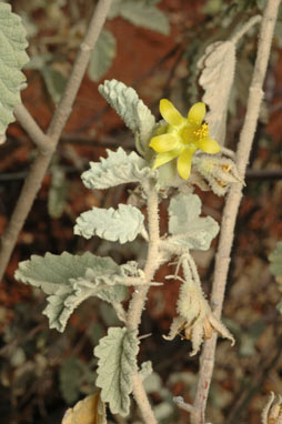 APII jpeg image of Corchorus crozophorifolius  © contact APII