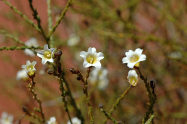 APII jpeg image of Cyphanthera miersiana  © contact APII