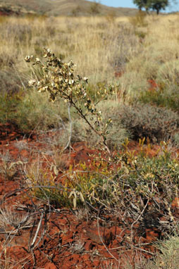 APII jpeg image of Dodonaea coriacea  © contact APII