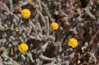 APII jpeg image of Acacia adoxa var. adoxa  © contact APII