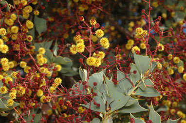 APII jpeg image of Acacia inaequilatera  © contact APII