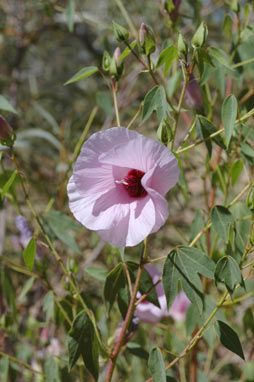 APII jpeg image of Gossypium robinsonii  © contact APII