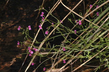 APII jpeg image of Stylidium fluminense  © contact APII