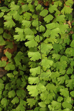 APII jpeg image of Adiantum capillus-veneris  © contact APII