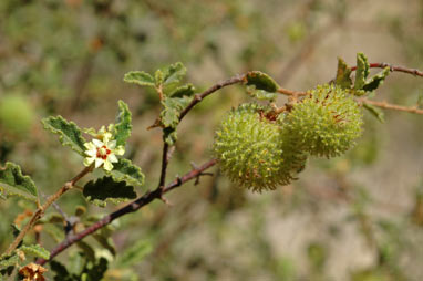 APII jpeg image of Androcalva loxophylla  © contact APII