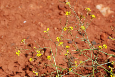 APII jpeg image of Goodenia lamprosperma  © contact APII